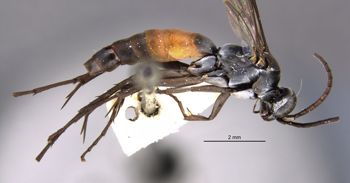 Media type: image;   Entomology 30972 Aspect: habitus lateral view